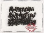Scientific lot no. 1141 Curculionidae (Cossoninae) (41 pcs)