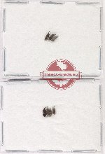 Scientific lot no. 1142 Curculionidae (7 pcs)