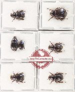 Hybosorinae Scientific lot no. 139 (7 pcs - 2 pcs A2)