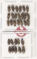 Elmidae Scientific lot no. 66 (30 pcs)