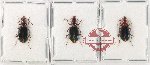 Scientific lot no. 1020 Carabidae (Lebiinae) (3 pcs)