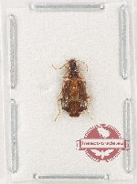 Lebiinae sp. 27