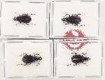Scientific lot no. 1022 Carabidae (4 pcs - 2 pcs A2)