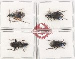 Scientific lot no. 1021 Carabidae (4 pcs - 2 pcs A2)