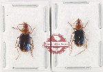 Scientific lot no. 1018 Carabidae (Lebiinae) (2 pcs - 1 pc A2)