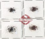 Scientific lot no. 541 Tenebrionidae (4 pcs)
