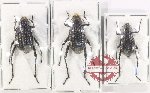Scientific lot no. 539 Tenebrionidae (3 pcs)