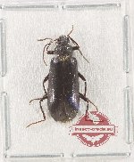 Tenebrionidae sp. 139 (A-)