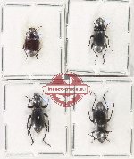 Scientific lot no. 540 Tenebrionidae (4 pcs - 2 pcs A2)