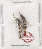 Scientific lot no. 600 Hymenoptera (2 pcs)