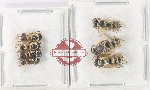 Scientific lot no. 598 Hymenoptera (7 pcs)