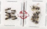 Scientific lot no. 599 Hymenoptera (13 pcs)