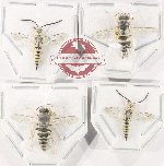 Scientific lot no. 601 Hymenoptera (4 pcs)