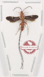 Scientific lot no. 605 Hymenoptera (1 pc)