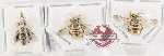 Scientific lot no. 602 Hymenoptera (3 pcs)