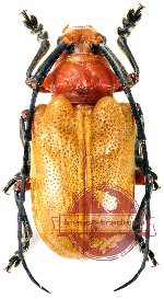 Thermonotus ruber