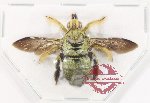 Xylocopa sp. 31