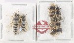 Scientific lot no. 597 Hymenoptera (7 pcs)