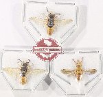 Scientific lot no. 603 Hymenoptera (3 pcs)