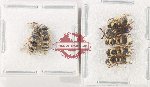 Scientific lot no. 596 Hymenoptera (7 pcs)