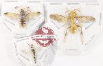 Scientific lot no. 604 Hymenoptera (3 pcs)