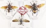 Scientific lot no. 606 Hymenoptera (3 pcs)