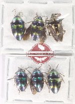 Scientific lot no. 1552 Heteroptera (Scutellarinae) (6 pcs A2)