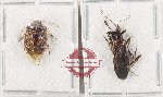 Scientific lot no. 1549 Heteroptera (2 pcs - 1 pc A2)