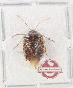 Pentatomidae sp. 84