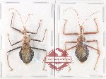 Scientific lot no. 1550 Heteroptera (Reduviidae) (2 pcs A-)