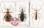 Scientific lot no. 1557 Heteroptera (Reduviidae) (3 pcs - 2 pcs A2)
