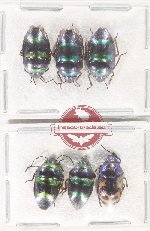 Scientific lot no. 1553 Heteroptera (Scutellarinae) (6 pcs A2)