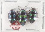 Scientific lot no. 1554 Heteroptera (Scutellarinae) (3 pcs A2)