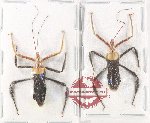 Scientific lot no. 1551 Heteroptera (Reduviidae) (2 pcs A-)