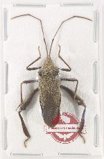 Scientific lot no. 1556 Heteroptera (Coreidae) (1 pc)