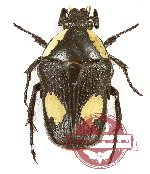 Bisallardiana decorticata (A-)