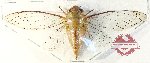 Cicadidae sp. 94 (A2)
