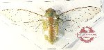 Cicadidae sp. 94 (A2)