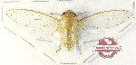Cicadidae sp. 95 (A-)