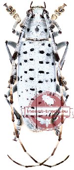 Anoplophora verstegi (male A, female A-)