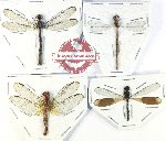 Scientific lot no. 27 Odonata (4 pcs)