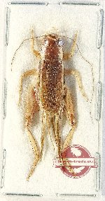 Gryllidae sp. 5 (5 pcs A2)