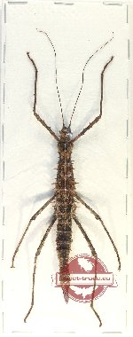 Phasmidae sp. 97 (AA-)