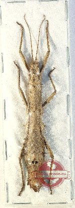 Pylaemenes sp. 5 (5 pcs)