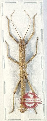Pylaemenes sp. 5 (A-)