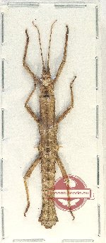 Pylaemenes sp. 6