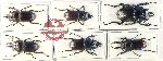 Scientific lot no. 37 Lucanidae (6 pcs)