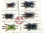 Scientific lot no. 34 Lucanidae (6 pcs)