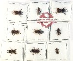Scientific lot no. 45 Lucanidae (Aegus spp.) (9 pcs)