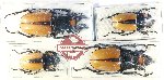 Scientific lot no. 52 Lucanidae (Odontolabis spp.) (2m, 2f)